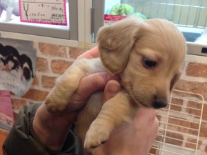 ミニチュアダックス (2)