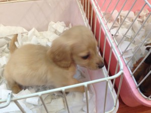 ミニチュアダックス (3)