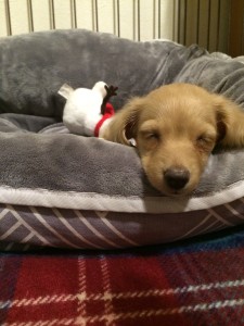 ミニチュアダックス　メリちゃん