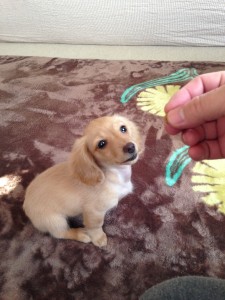 ミニチュアダックス　メリ (1)