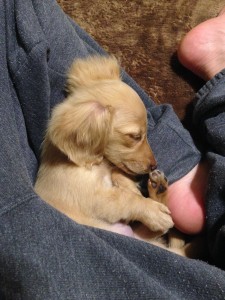 ミニチュアダックス　メリ (2)