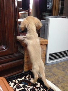 ﾐﾆﾁｭｱﾀﾞｯｸｽﾌﾝﾄﾞ メリちゃん (8)