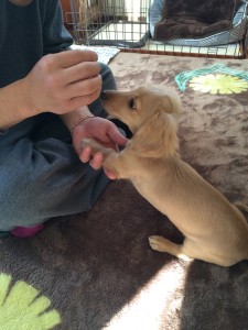 ﾐﾆﾁｭｱﾀﾞｯｸｽﾌﾝﾄﾞ メリちゃん (10)