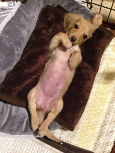 ﾐﾆﾁｭｱﾀﾞｯｸｽﾌﾝﾄﾞ メリちゃん (9)