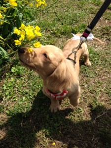 ﾐﾆﾁｭｱﾀﾞｯｸｽﾌﾝﾄﾞ メリちゃん (11)