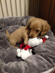 ﾐﾆﾁｭｱﾀﾞｯｸｽﾌﾝﾄﾞ メリちゃん (1)