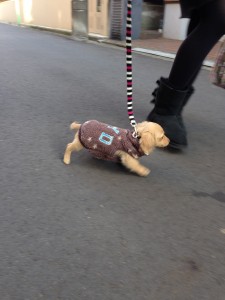 ﾐﾆﾁｭｱﾀﾞｯｸｽﾌﾝﾄﾞ メリちゃん (6)