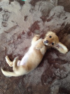 ﾐﾆﾁｭｱﾀﾞｯｸｽﾌﾝﾄﾞ メリちゃん (7)