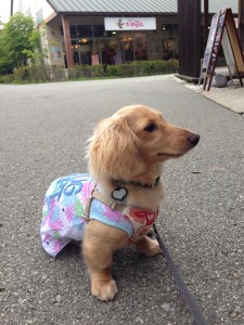 ミニチュアダックスﾌﾝﾄﾞメリ